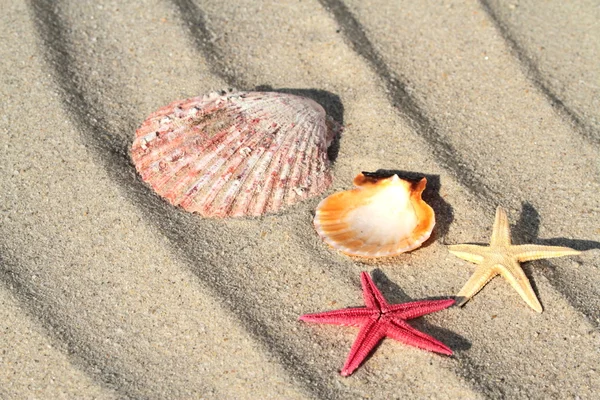 Star fiskar och seashell — Stockfoto