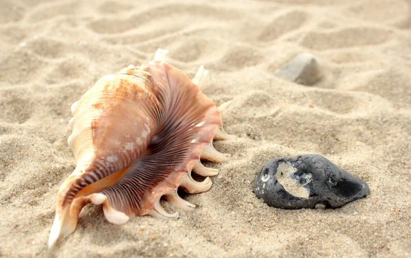 Seashell and stone on beach sand — Stock Photo, Image