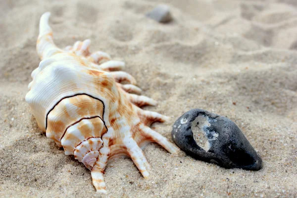 Seashell och sten på stranden sand — Stockfoto