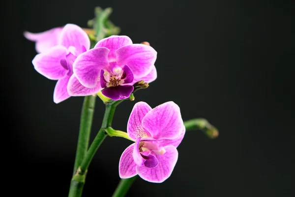 Pembe orkide — Stok fotoğraf