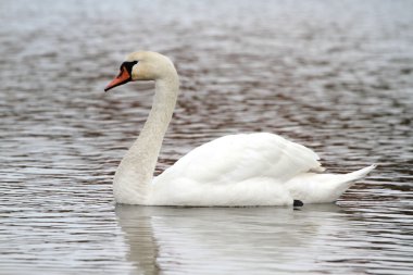 Göldeki beyaz kuğu.