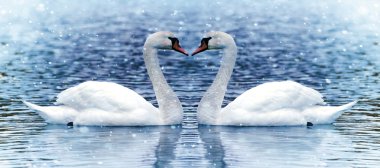 kar yağışı altında iki Kuğu.