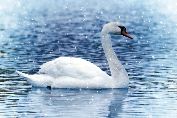 Cigno bianco sotto nevicata — Foto Stock