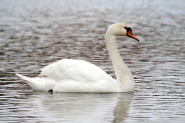Göldeki beyaz kuğu