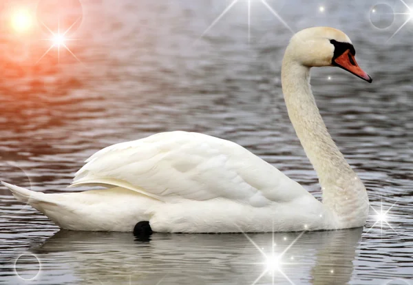 Cisne blanco en un lago — Foto de Stock