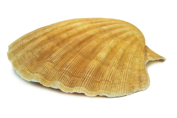 Seashell — Stock Photo, Image