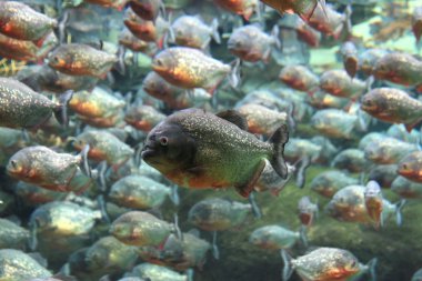 빨간 배꼽된 piranhas