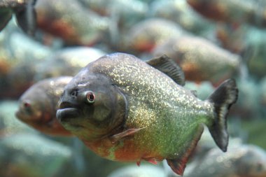 kırmızı karınlı piranha