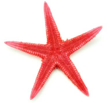 kırmızı deniz kıyısı