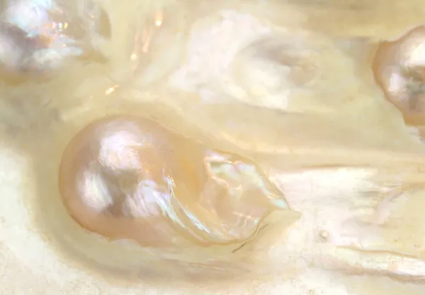 Perla real en una cáscara de mar —  Fotos de Stock
