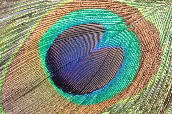 Peacock feather, — Stock Photo, Image