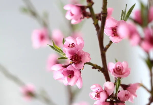 Flores de primavera rosa — Fotografia de Stock