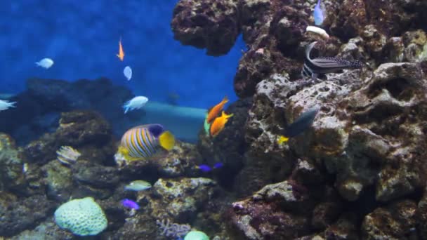 多彩的鱼类 — 图库视频影像