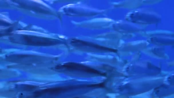 Tropische Fische — Stockvideo