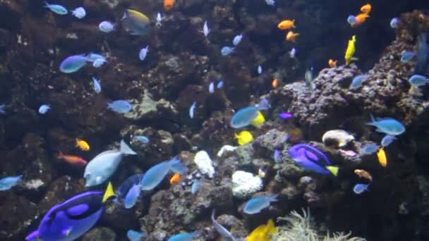 Tropical fishes — Stock Video