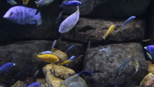 Peces tropicales — Vídeo de stock