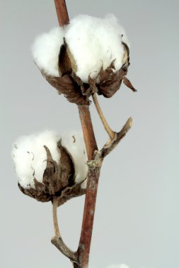 Gri arka plan üzerinde Pamuk bitki