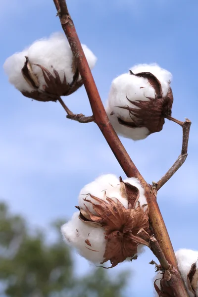 Baumwollpflanze — Stockfoto