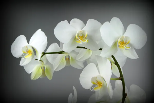 Biała orchidea, na szarym tle — Zdjęcie stockowe
