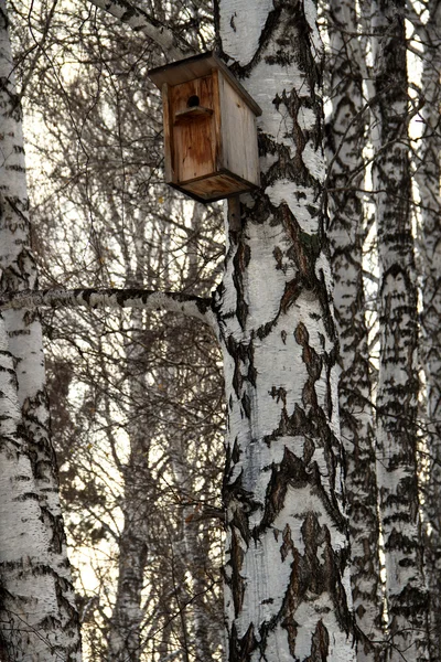 Birdhouse dla ptaków. Dom dla ptaków na drzewie — Zdjęcie stockowe