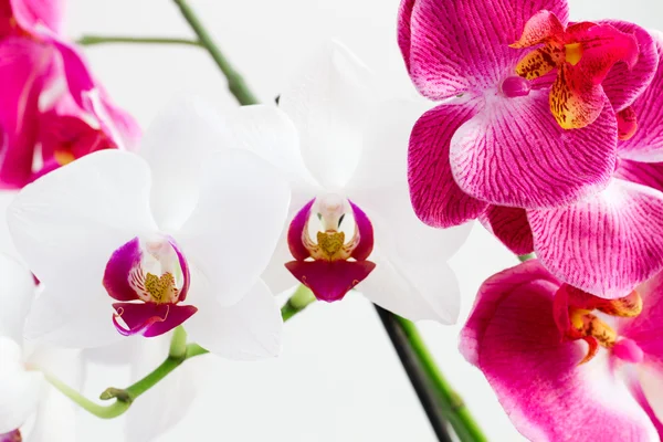 Orchidées blanches et roses — Photo