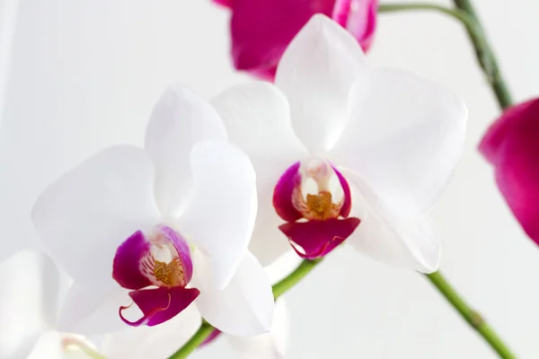 Flower white and pink orchids — Stock Photo, Image