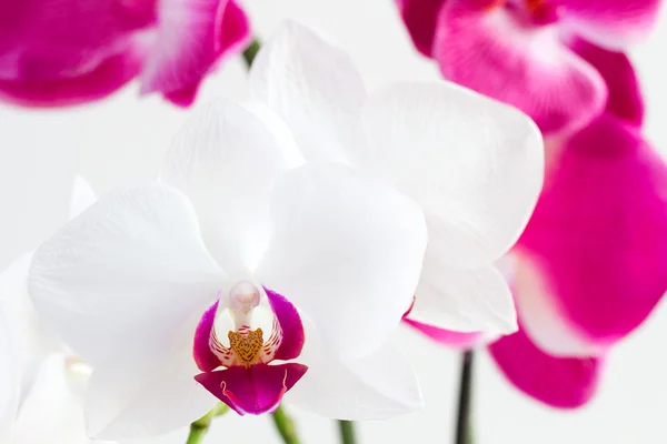Flor orquídeas brancas e rosa — Fotografia de Stock
