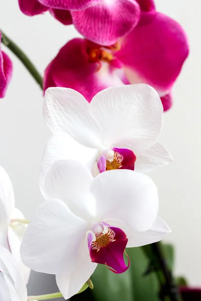 Flor orquídeas brancas e rosa — Fotografia de Stock