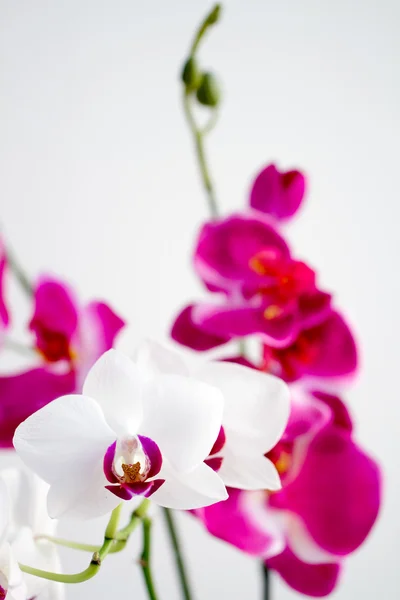 Orchidées blanches et roses — Photo