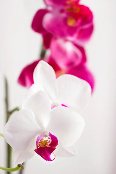 Flor orquídeas brancas e rosa — Fotografia de Stock