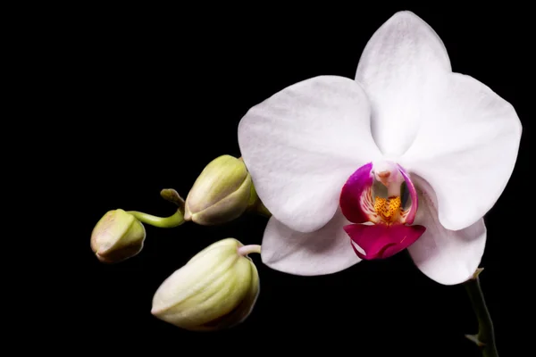 White orchid on a black background — Stock Photo, Image