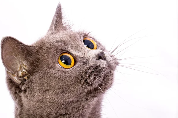 Britânico gato cinza shorthair com olhos amarelos brilhantes isolados em um — Fotografia de Stock