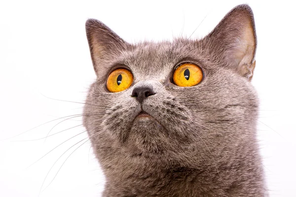 Britânico gato cinza shorthair com olhos amarelos brilhantes isolados em um — Fotografia de Stock
