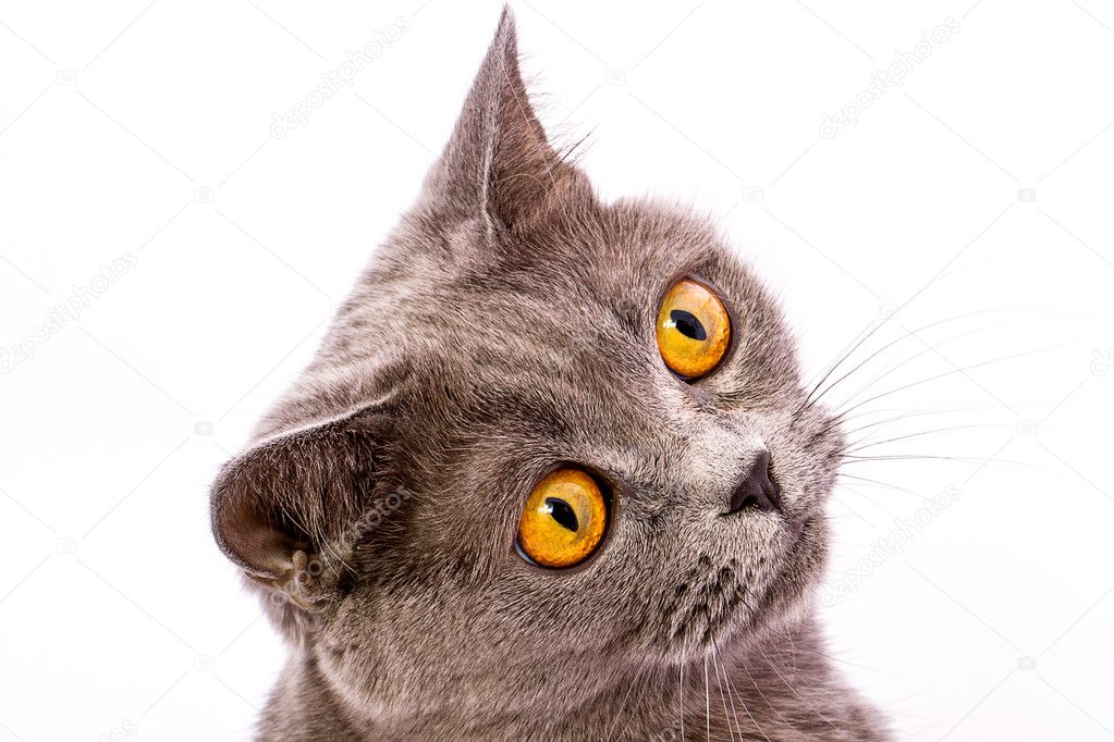 British Shorthair Chat Gris Avec Des Yeux Jaune Vif Isole Sur Un Image Libre De Droit Par Dadooda C British Shorthair Chat Gris Avec Des Yeux Jaune Vif Isole Sur Un Image Libre De Droit Par Dadooda C
