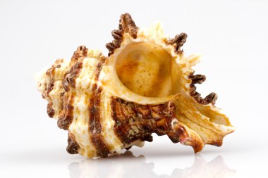 Beyaz arkaplanda deniz kabuğu izole