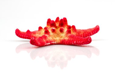 beyaz arkaplanda izole edilmiş denizyıldızı