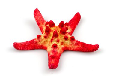 beyaz arkaplanda izole edilmiş denizyıldızı