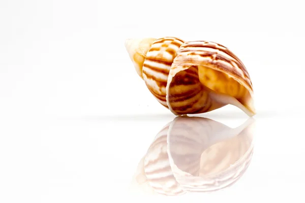 Sea shell isolated on white background — Stock Photo, Image