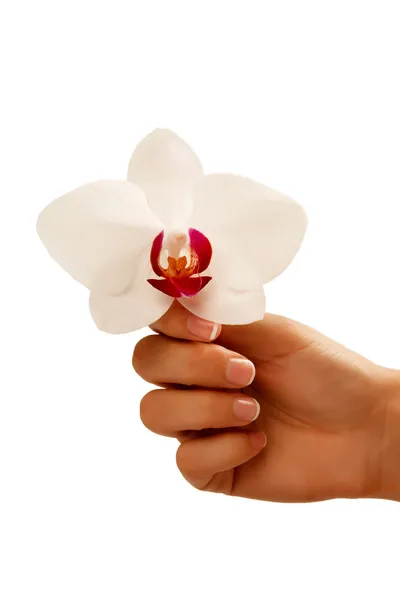 Hand with white manicure touching the white orchid isolated on w — Stock Photo, Image