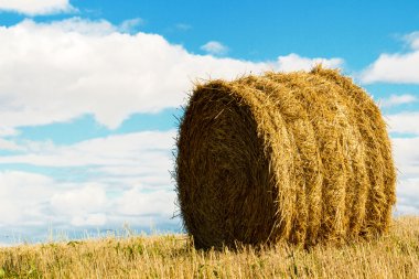 saman veya alanında saman balya