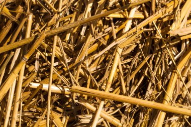 saman veya saman makro