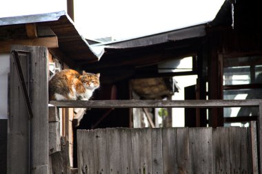 Kırmızı kedi çit oturan