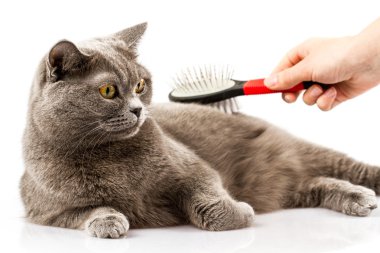 kadın penye İngiliz kedi beyaz arka plan üzerinde