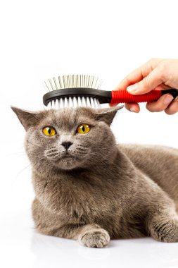 kadın penye İngiliz kedi beyaz arka plan üzerinde