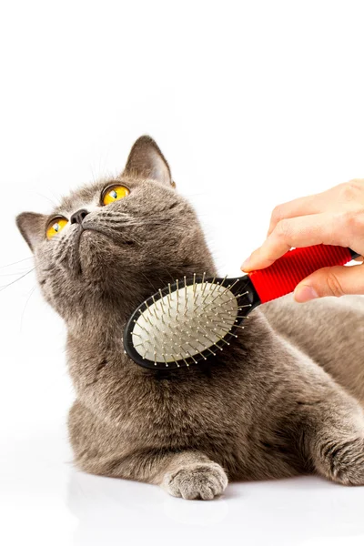 Mulher penteando gato britânico no fundo branco — Fotografia de Stock