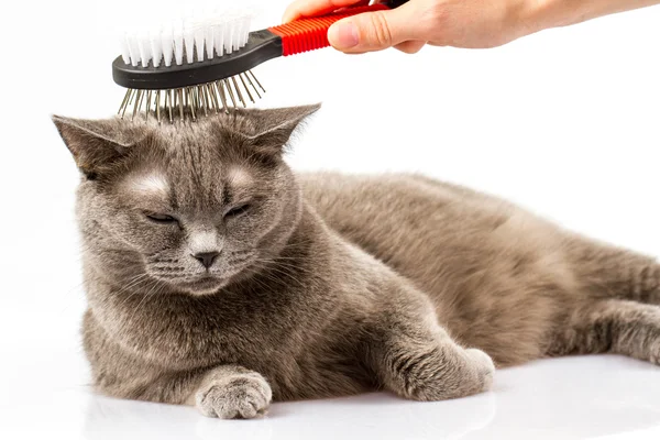 Mujer peinando británico gato en blanco fondo —  Fotos de Stock