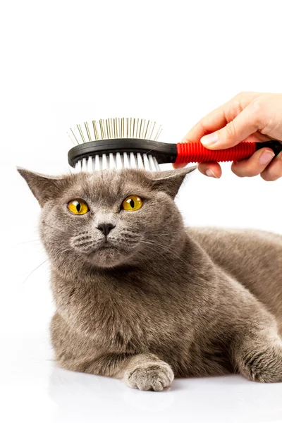 Mulher penteando gato britânico no fundo branco — Fotografia de Stock