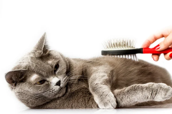 kadın penye İngiliz kedi beyaz arka plan üzerinde