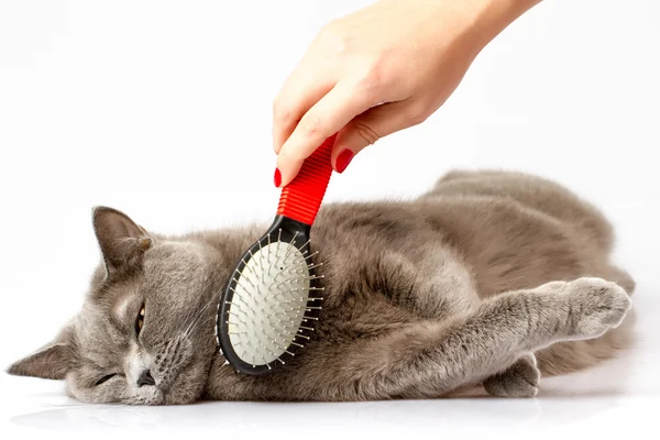 Mujer peinando británico gato en blanco fondo —  Fotos de Stock