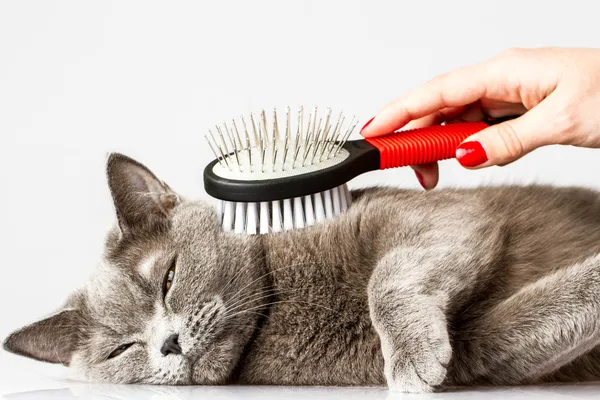 Mujer peinando británico gato en blanco fondo Fotos de stock